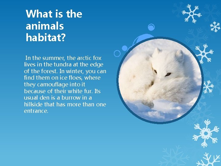 What is the animals habitat? In the summer, the arctic fox lives in the