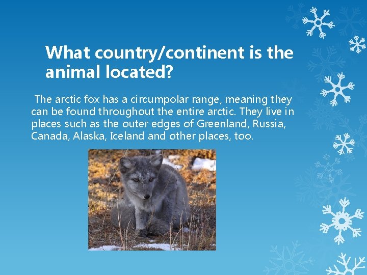 What country/continent is the animal located? The arctic fox has a circumpolar range, meaning