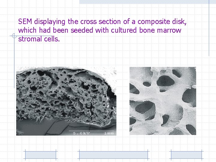 SEM displaying the cross section of a composite disk, which had been seeded with