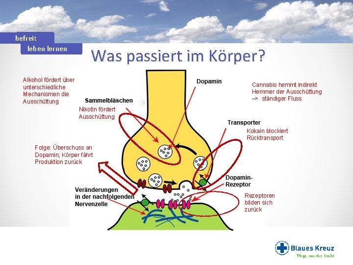 befreit leben lernen Was passiert im Körper? Alkohol fördert über unterschiedliche Mechanismen die Ausschüttung