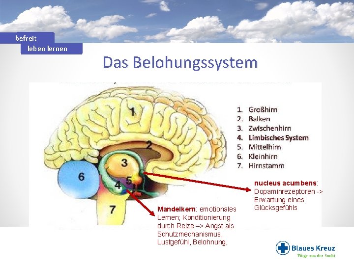 befreit leben lernen Das Belohungssystem Mandelkern: emotionales Lernen; Konditionierung durch Reize –> Angst als