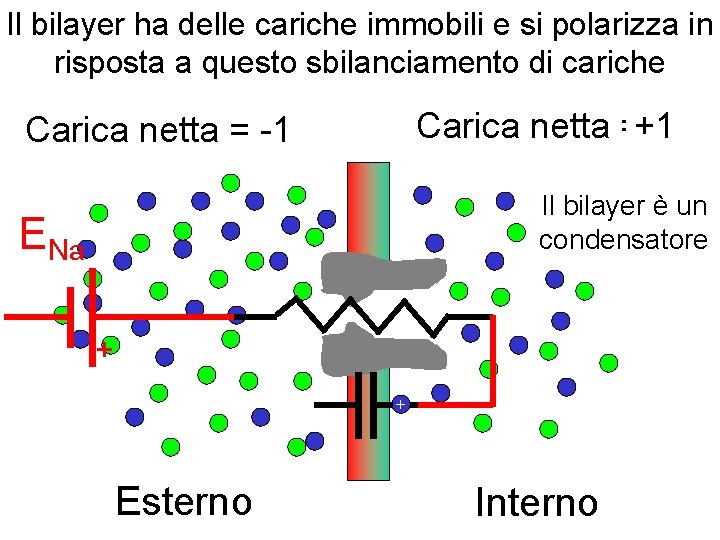 Il bilayer ha delle cariche immobili e si polarizza in risposta a questo sbilanciamento