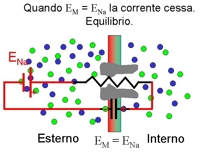 Quando EM = ENa la corrente cessa. Equilibrio. -1 +1 ENa + Esterno +