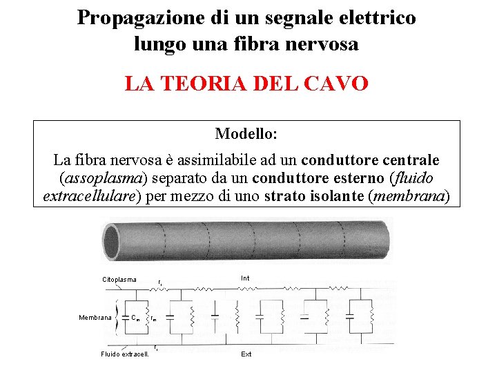 Propagazione di un segnale elettrico lungo una fibra nervosa LA TEORIA DEL CAVO Modello: