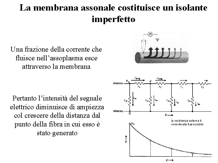 La membrana assonale costituisce un isolante imperfetto Una frazione della corrente che fluisce nell’assoplasma