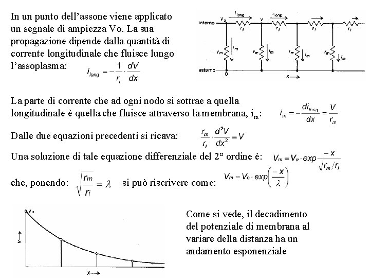 In un punto dell’assone viene applicato un segnale di ampiezza Vo. La sua propagazione