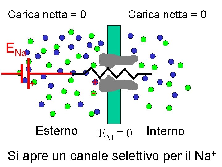 Carica netta = 0 ENa + - + Esterno EM = 0 Interno Si