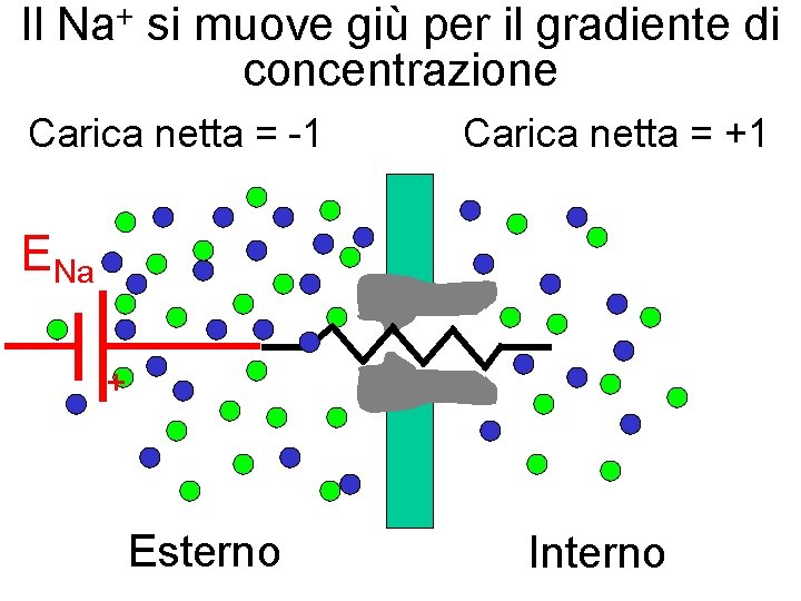 Il + Na si muove giù per il gradiente di concentrazione Carica netta =