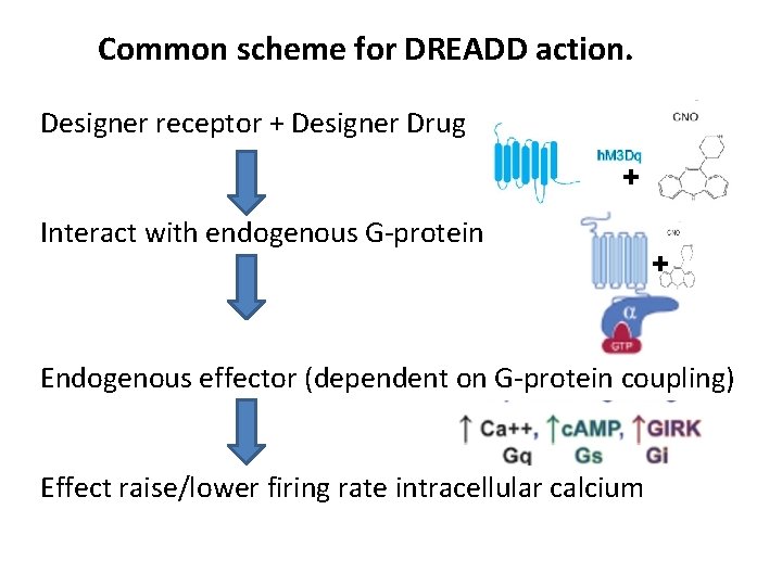 Common scheme for DREADD action. Designer receptor + Designer Drug + Interact with endogenous