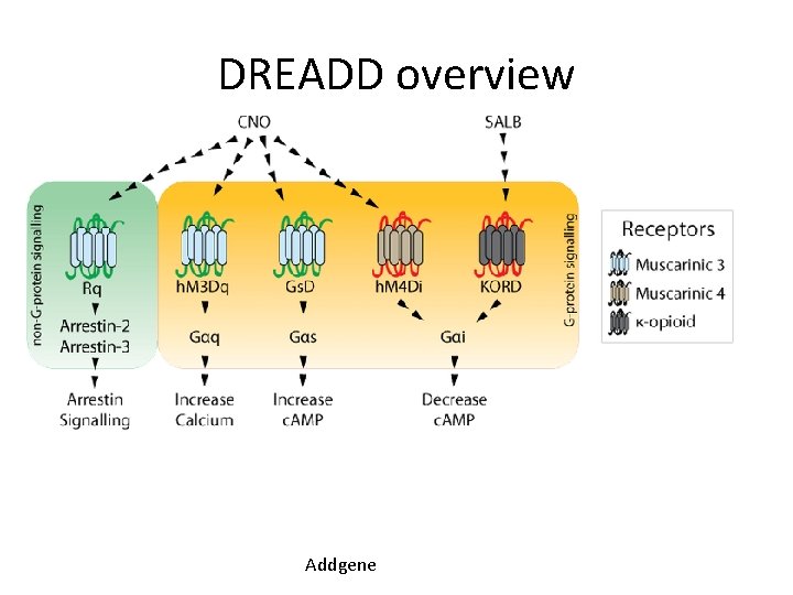 DREADD overview Addgene 