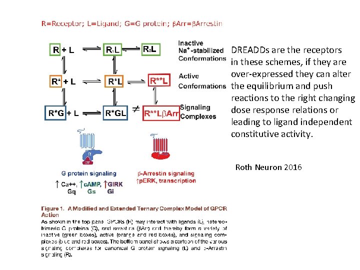 DREADDs are the receptors in these schemes, if they are over-expressed they can alter