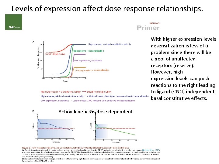 Levels of expression affect dose response relationships. With higher expression levels desensitization is less