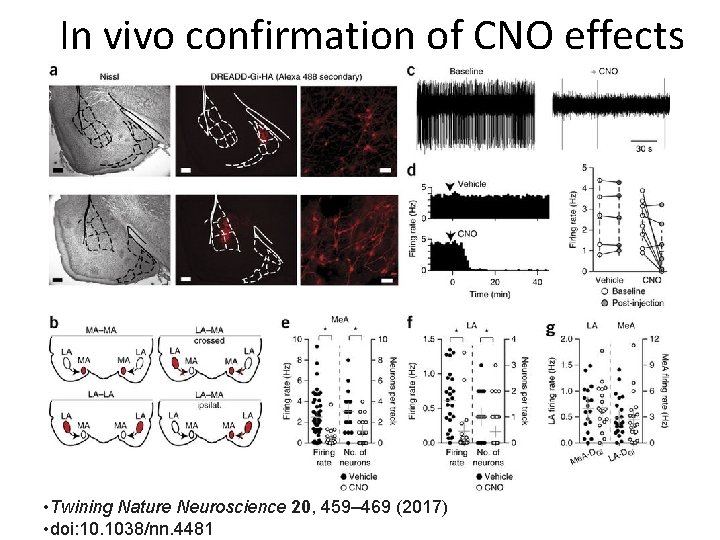 In vivo confirmation of CNO effects • Twining Nature Neuroscience 20, 459– 469 (2017)