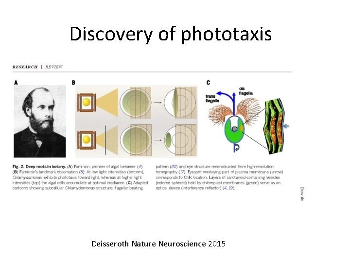 Discovery of phototaxis Deisseroth Nature Neuroscience 2015 