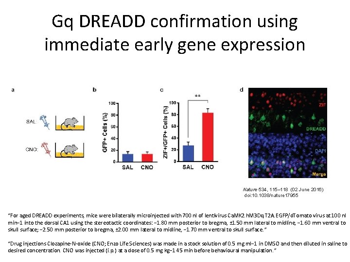 Gq DREADD confirmation using immediate early gene expression Nature 534, 115– 118 (02 June