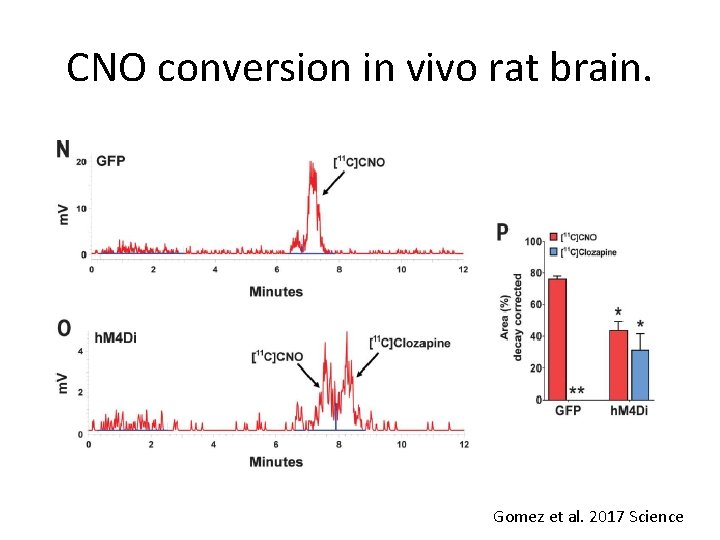 CNO conversion in vivo rat brain. Gomez et al. 2017 Science 