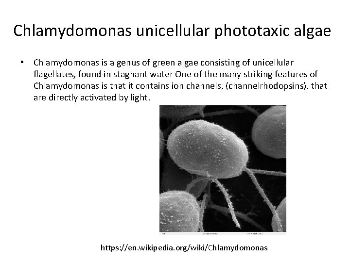 Chlamydomonas unicellular phototaxic algae • Chlamydomonas is a genus of green algae consisting of