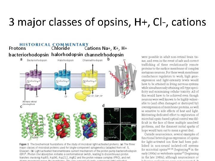 3 major classes of opsins, H+, Cl-, cations Chloride Cations Na+, K+, H+ Protons
