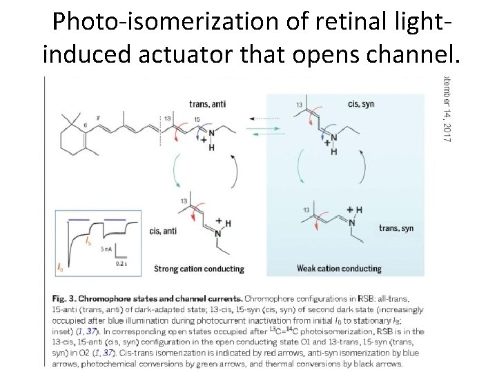 Photo-isomerization of retinal lightinduced actuator that opens channel. 