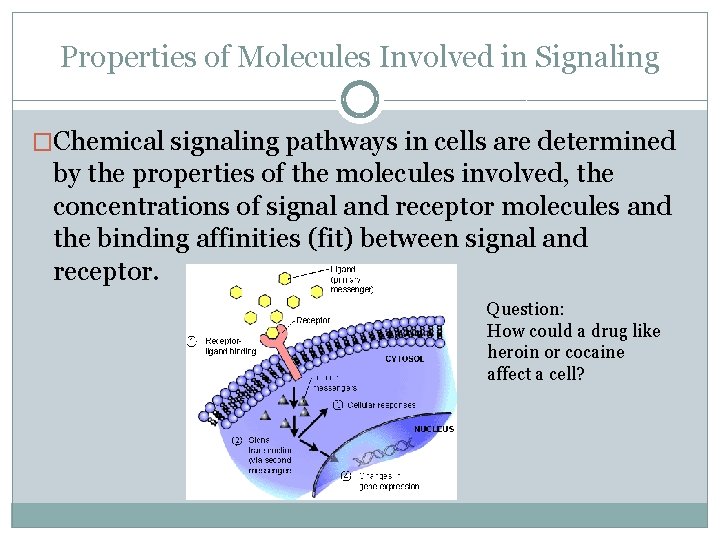 Properties of Molecules Involved in Signaling �Chemical signaling pathways in cells are determined by