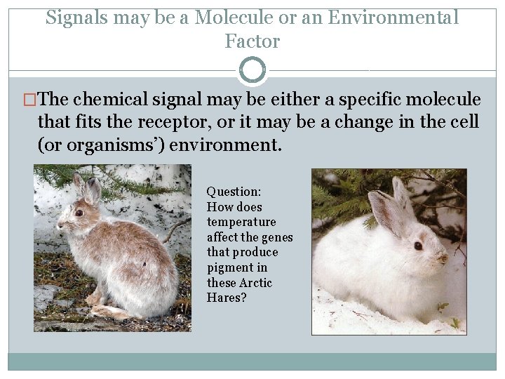 Signals may be a Molecule or an Environmental Factor �The chemical signal may be