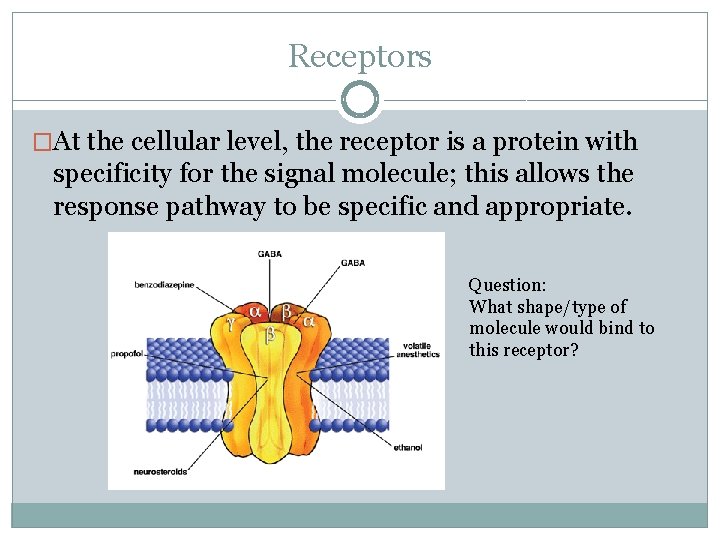 Receptors �At the cellular level, the receptor is a protein with specificity for the