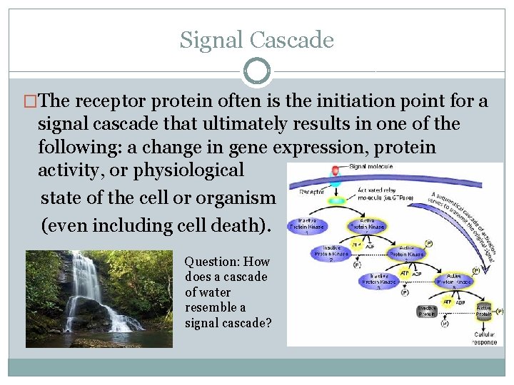 Signal Cascade �The receptor protein often is the initiation point for a signal cascade