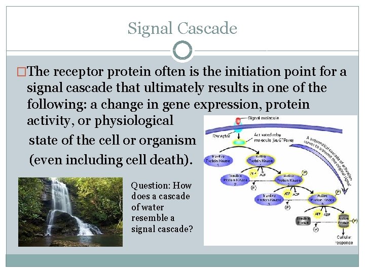 Signal Cascade �The receptor protein often is the initiation point for a signal cascade