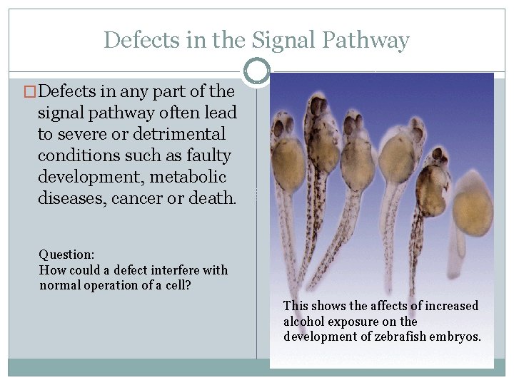 Defects in the Signal Pathway �Defects in any part of the signal pathway often