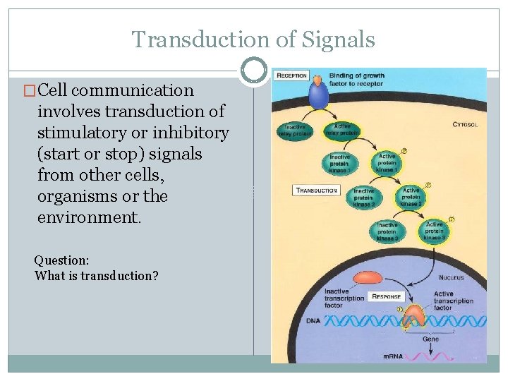 Transduction of Signals �Cell communication involves transduction of stimulatory or inhibitory (start or stop)