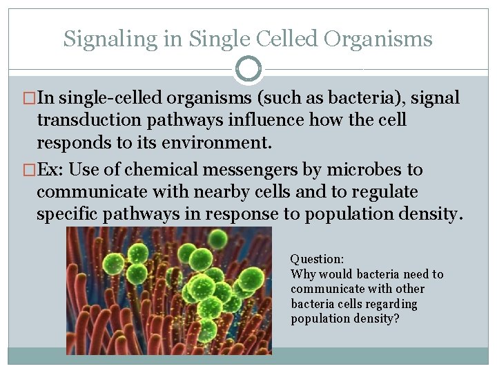 Signaling in Single Celled Organisms �In single-celled organisms (such as bacteria), signal transduction pathways