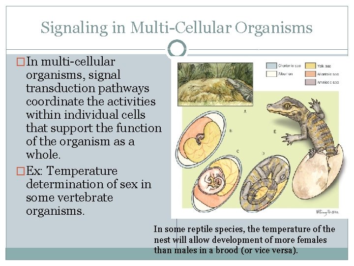 Signaling in Multi-Cellular Organisms �In multi-cellular organisms, signal transduction pathways coordinate the activities within