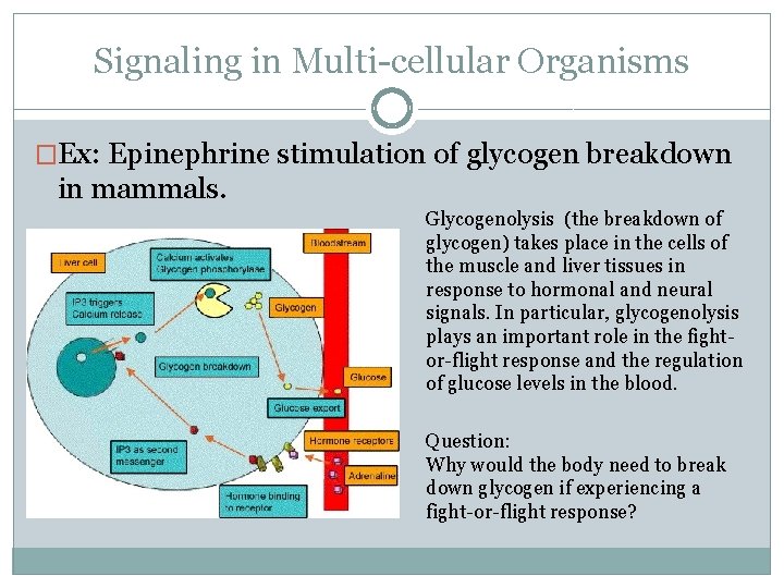 Signaling in Multi-cellular Organisms �Ex: Epinephrine stimulation of glycogen breakdown in mammals. Glycogenolysis (the