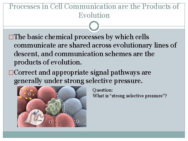 Processes in Cell Communication are the Products of Evolution �The basic chemical processes by