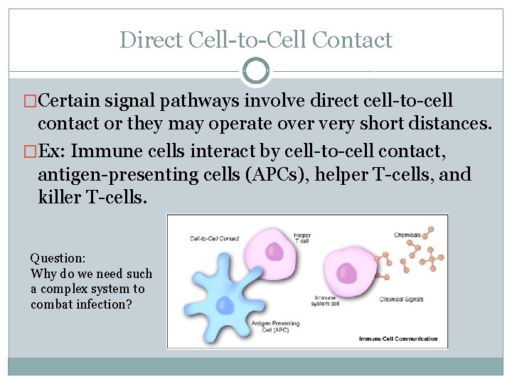 Direct Cell-to-Cell Contact �Certain signal pathways involve direct cell-to-cell contact or they may operate