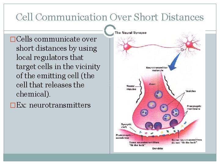 Cell Communication Over Short Distances �Cells communicate over short distances by using local regulators