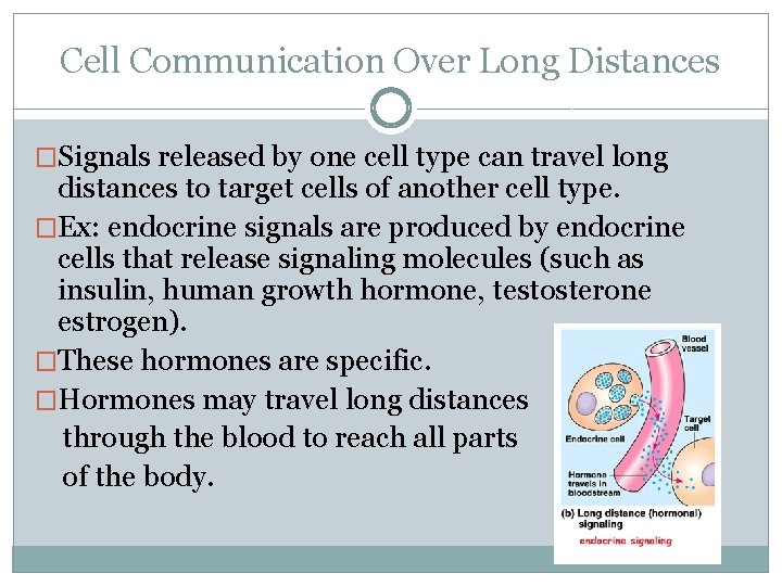 Cell Communication Over Long Distances �Signals released by one cell type can travel long