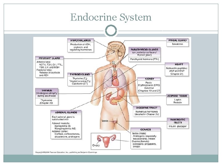 Endocrine System 