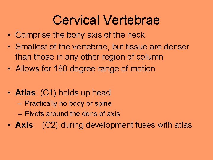 Cervical Vertebrae • Comprise the bony axis of the neck • Smallest of the