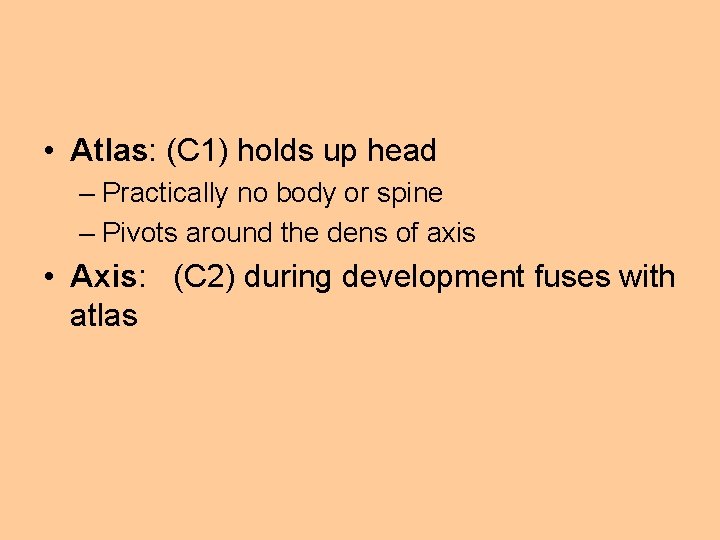  • Atlas: (C 1) holds up head – Practically no body or spine