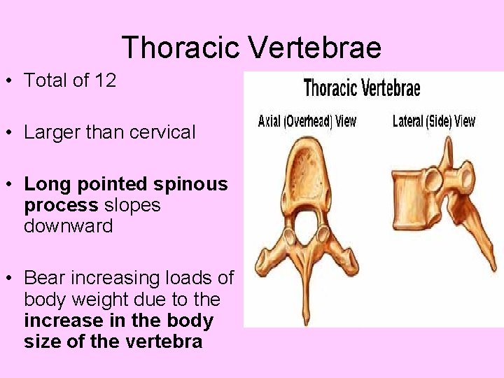 Thoracic Vertebrae • Total of 12 • Larger than cervical • Long pointed spinous