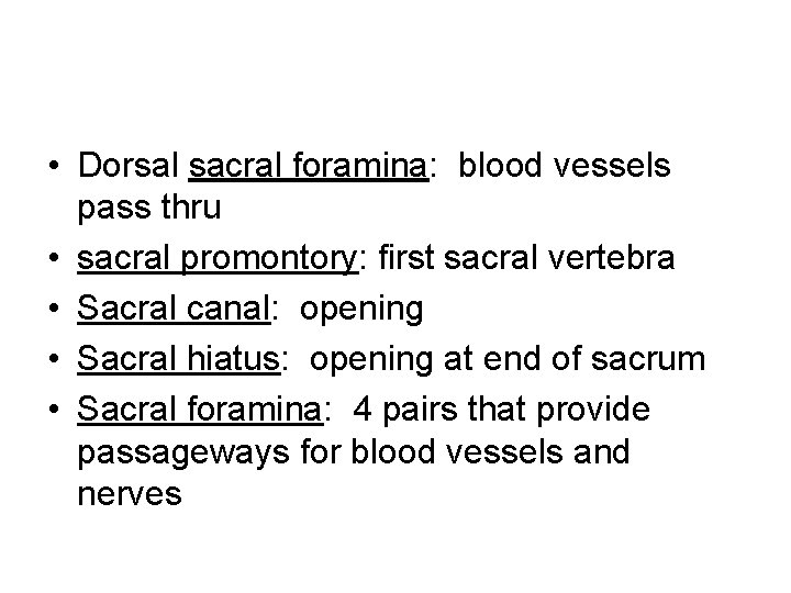  • Dorsal sacral foramina: blood vessels pass thru • sacral promontory: first sacral