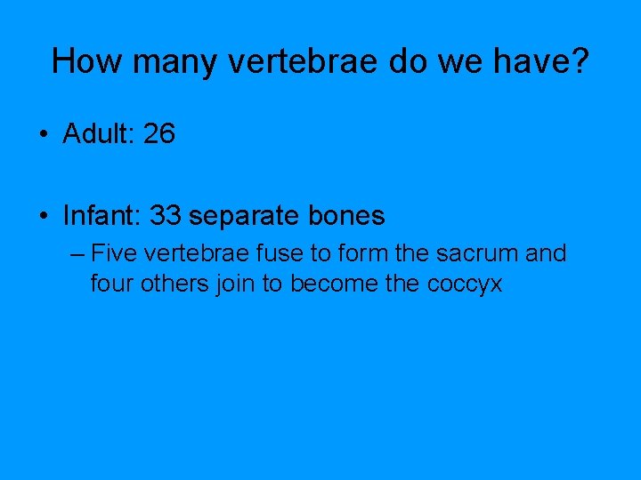 How many vertebrae do we have? • Adult: 26 • Infant: 33 separate bones