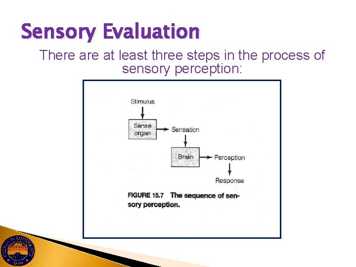 Sensory Evaluation There at least three steps in the process of sensory perception: 