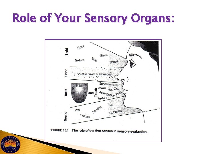 Role of Your Sensory Organs: 