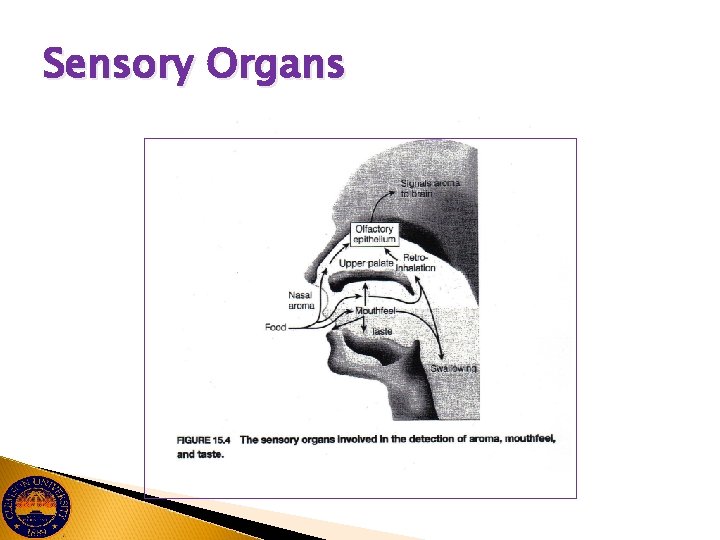 Sensory Organs 