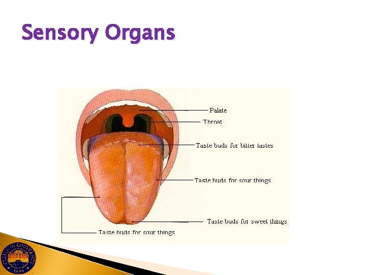 Sensory Organs 
