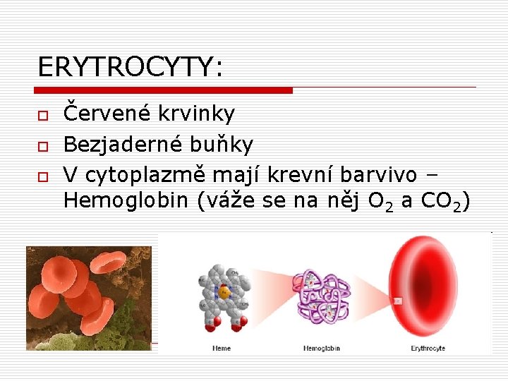 ERYTROCYTY: o o o Červené krvinky Bezjaderné buňky V cytoplazmě mají krevní barvivo –