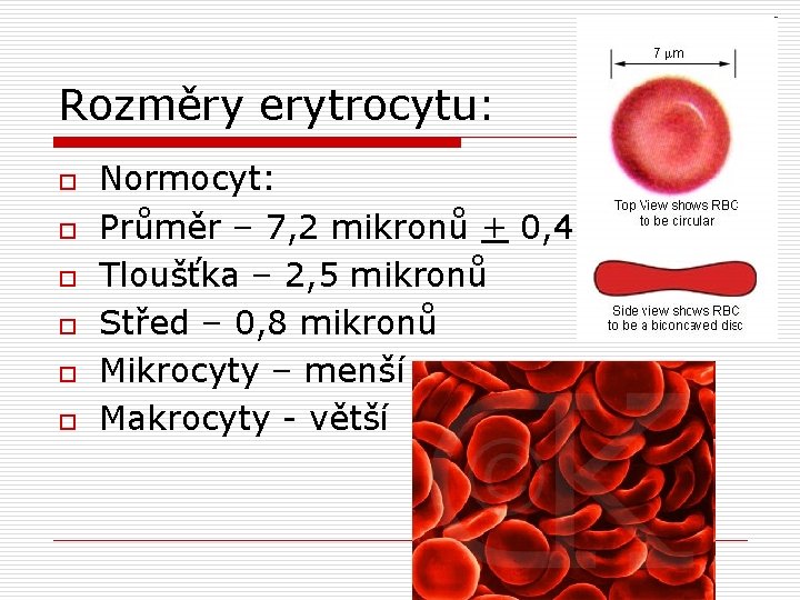 Rozměry erytrocytu: o o o Normocyt: Průměr – 7, 2 mikronů + 0, 4