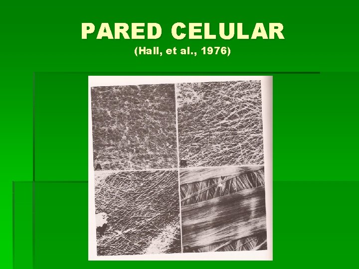 PARED CELULAR (Hall, et al. , 1976) 